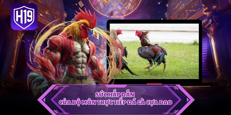 Sức hấp dẫn của bộ môn trực tiếp đá gà cựa dao